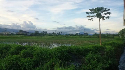 台東市知本段農地