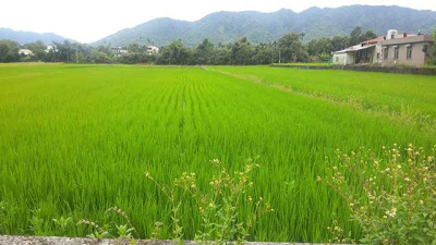 光復鄉西富段雙面臨路 景觀開闊農地