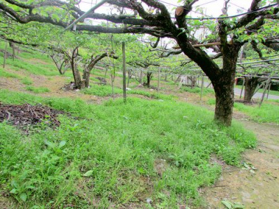 三灣景觀休閒水梨園*-*視野景觀一級棒