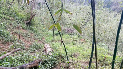 三灣漂亮綠竹筍休閒地*-*土地介紹買賣張先生