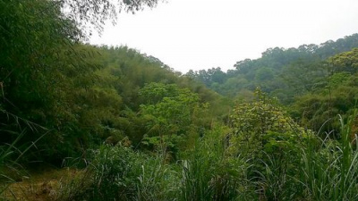 三灣便宜山坡林地*-*-頭份成交快房屋