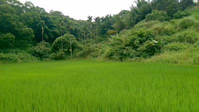 淡文湖鄉間農地*-*造橋便宜農地