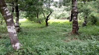 五葉松休閒農牧用地^~^頭份成交快房屋