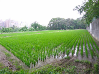 苗栗竹南都計便宜農地*-*頭份成交快土地房屋