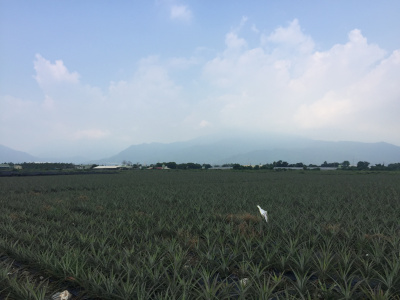 大同農場 大愛村