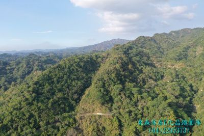 台中太平頭汴坑山田路旁，苗圃保值山坡地