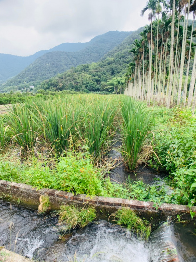 埔里守城水筍美田