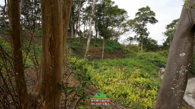 新竹縣橫山八十份景觀地土地1011坪售價1000萬