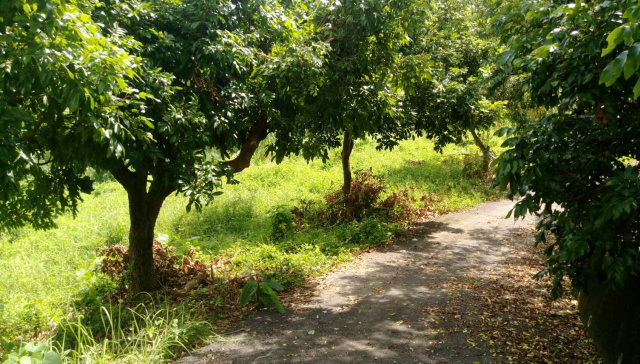 高雄市內門區龍山寺附近建地**出售建地-6**