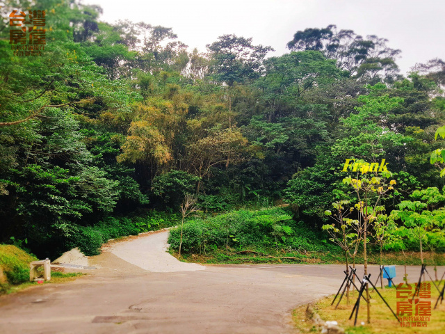 苗栗南庄桐花超美農地