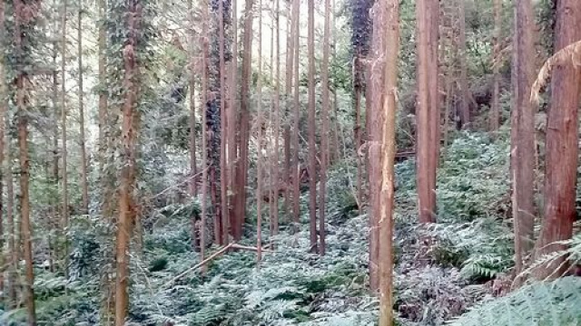 南庄休閒山坡地+4筆丙建
