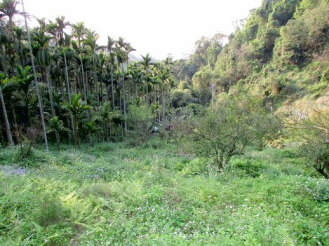 大河底便宜農牧用地*-*三灣超便宜山坡地