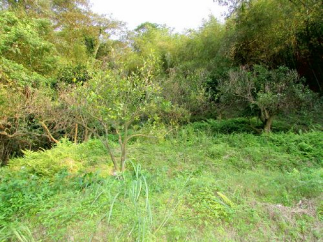 大河底便宜農牧用地*-*三灣超便宜山坡地
