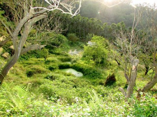 大河底便宜農牧用地*-*三灣超便宜山坡地