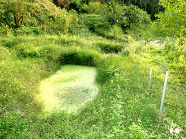 大河底便宜農牧用地*-*三灣超便宜山坡地