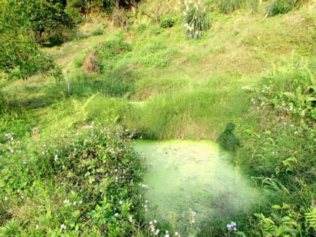 大河底便宜農牧用地*-*三灣超便宜山坡地