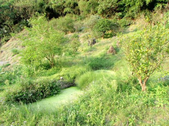 大河底便宜農牧用地*-*三灣超便宜山坡地