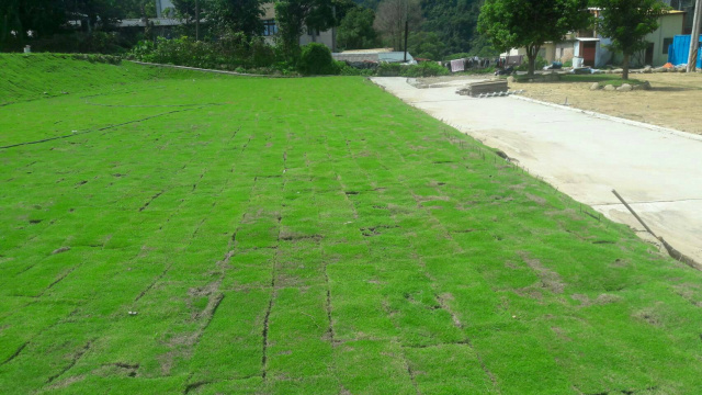 南庄丁建+農牧用地*-*正12米路邊