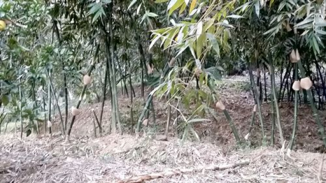 三灣投資山坡休閒地*-*三灣成交快房屋