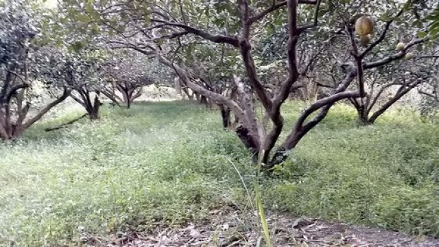 三灣投資山坡休閒地*-*三灣成交快房屋