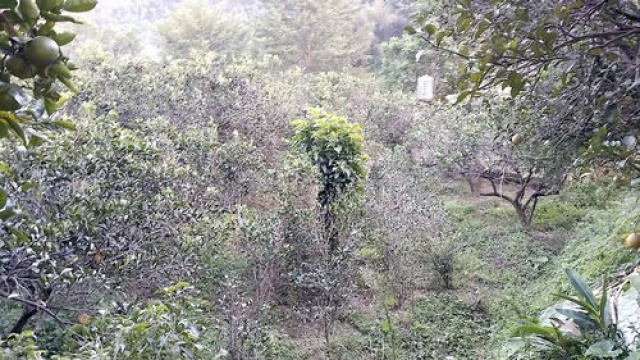 三灣投資山坡休閒地*-*三灣成交快房屋