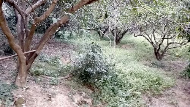 三灣投資山坡休閒地*-*三灣成交快房屋