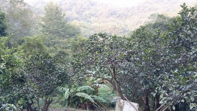 三灣投資山坡休閒地*-*三灣成交快房屋