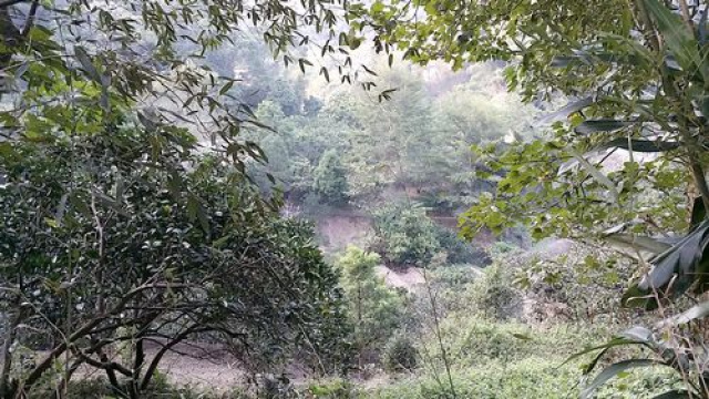 三灣投資山坡休閒地*-*三灣成交快房屋