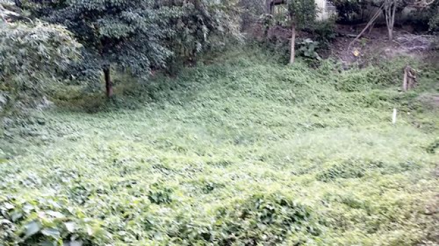 三灣投資山坡休閒地*-*三灣成交快房屋