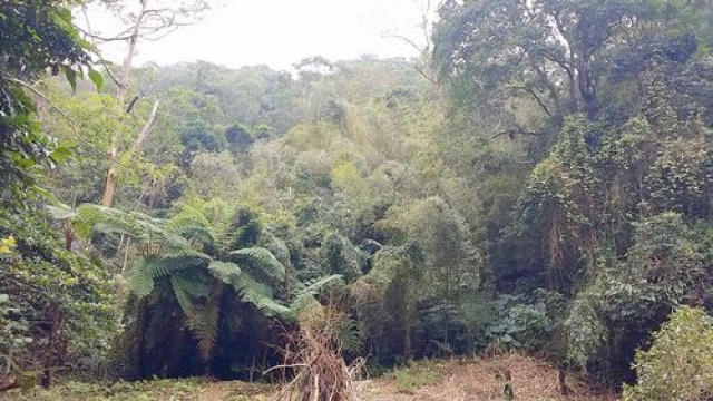三灣便宜休閒山坡地*-*低於公告現值