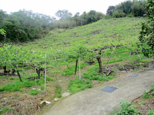 三灣景觀休閒水梨園*-*視野超級棒