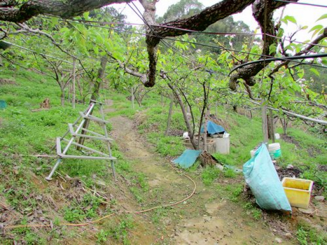 三灣景觀休閒水梨園*-*視野超級棒