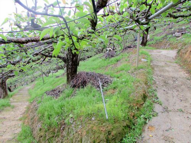 三灣景觀休閒水梨園*-*視野超級棒