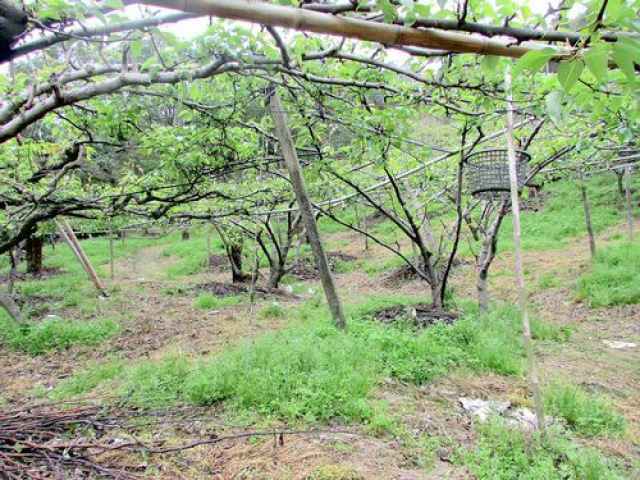 三灣景觀休閒水梨園*-*視野超級棒