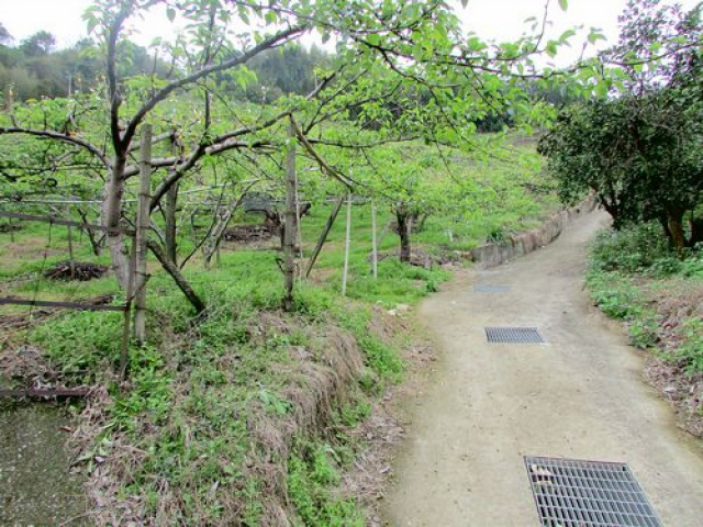 三灣景觀休閒水梨園*-*視野超級棒