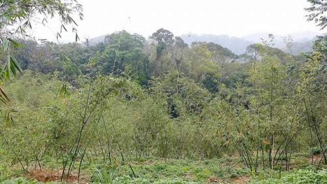 三灣漂亮綠竹筍休閒地*-*土地介紹買賣張先生