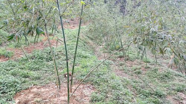 三灣漂亮綠竹筍休閒地*-*土地介紹買賣張先生