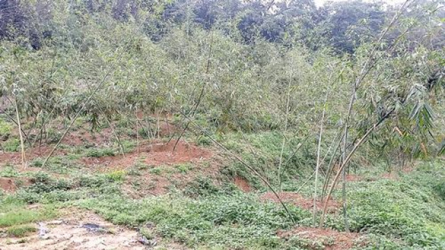 三灣漂亮綠竹筍休閒地*-*土地介紹買賣張先生