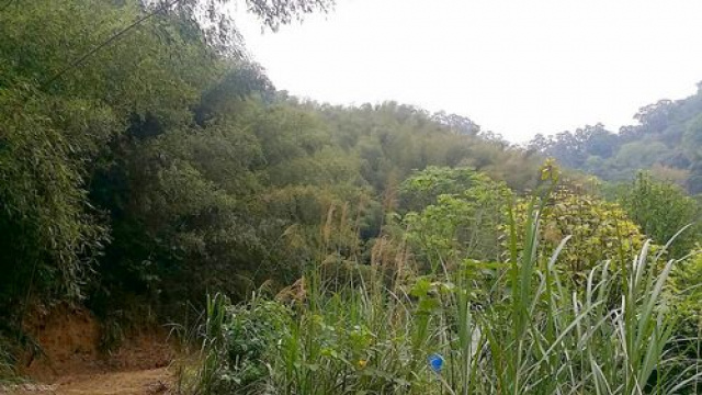 三灣便宜山坡林地*-*-頭份成交快房屋
