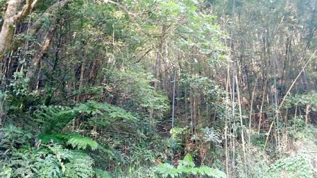 三灣神棹山休閒山坡地*-*成交快張先生