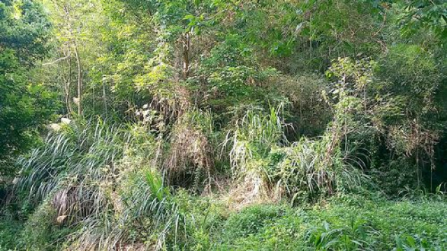三灣神棹山休閒山坡地*-*成交快張先生