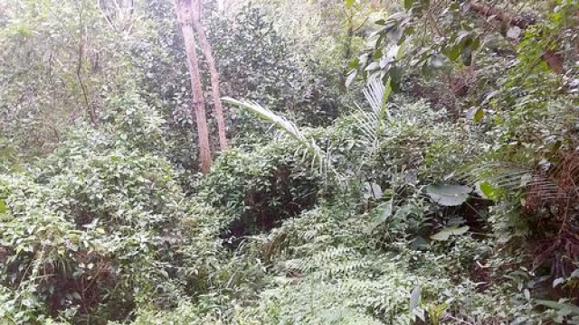 三灣坡塘背步道休閒地*-*便宜山坡地