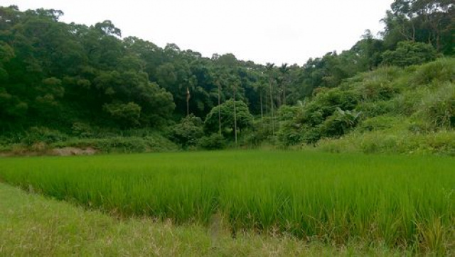 淡文湖鄉間農地*-*造橋便宜農地