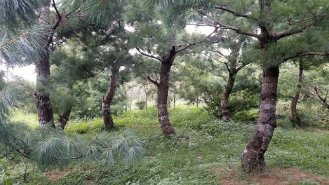 五葉松休閒農牧用地^~^頭份成交快房屋