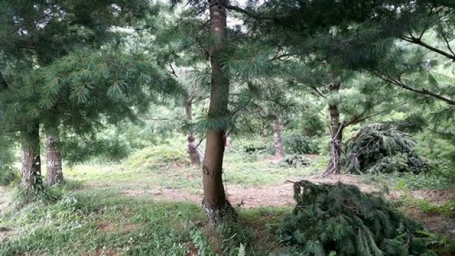 五葉松休閒農牧用地^~^頭份成交快房屋