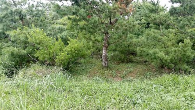 五葉松休閒農牧用地^~^頭份成交快房屋