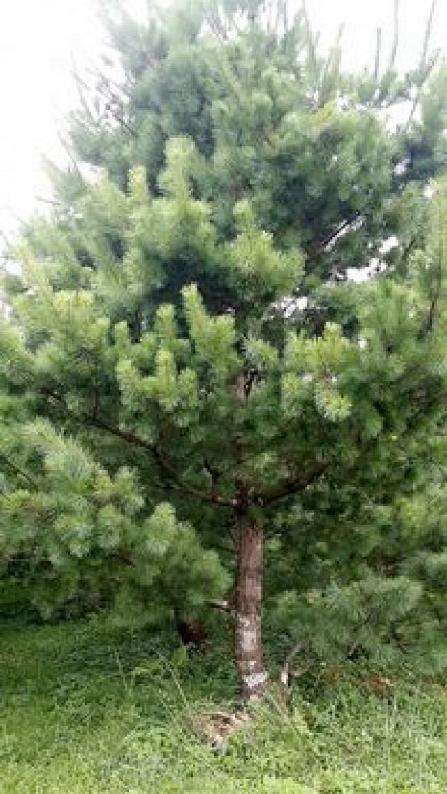 五葉松休閒農牧用地^~^頭份成交快房屋
