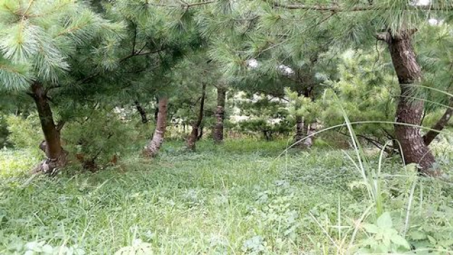 五葉松休閒農牧用地^~^頭份成交快房屋