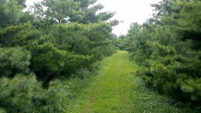 五葉松休閒農牧用地^~^頭份成交快房屋