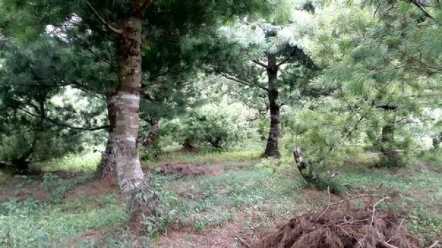 五葉松休閒農牧用地^~^頭份成交快房屋